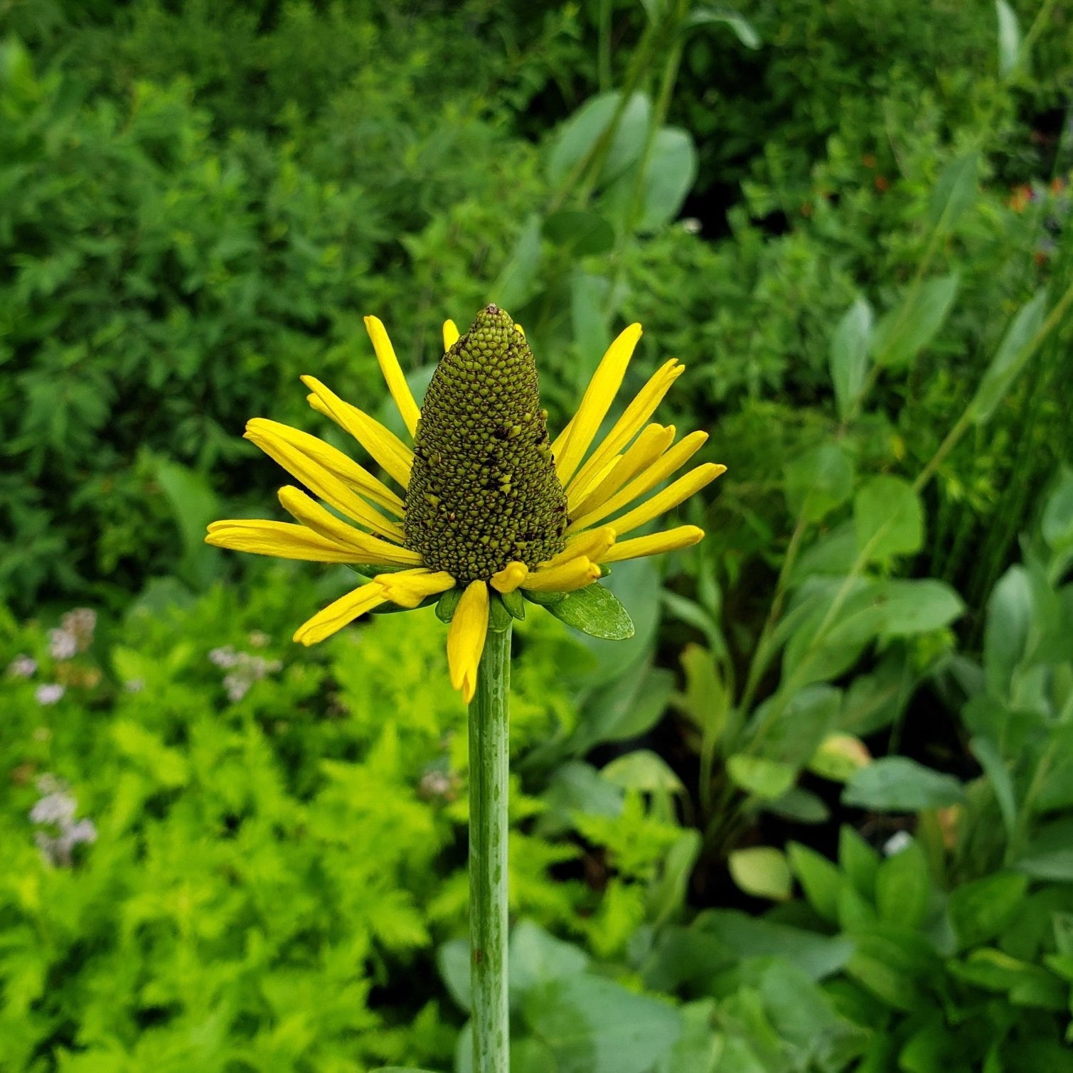 Giant Coneflower (Rudbeckia maxima)