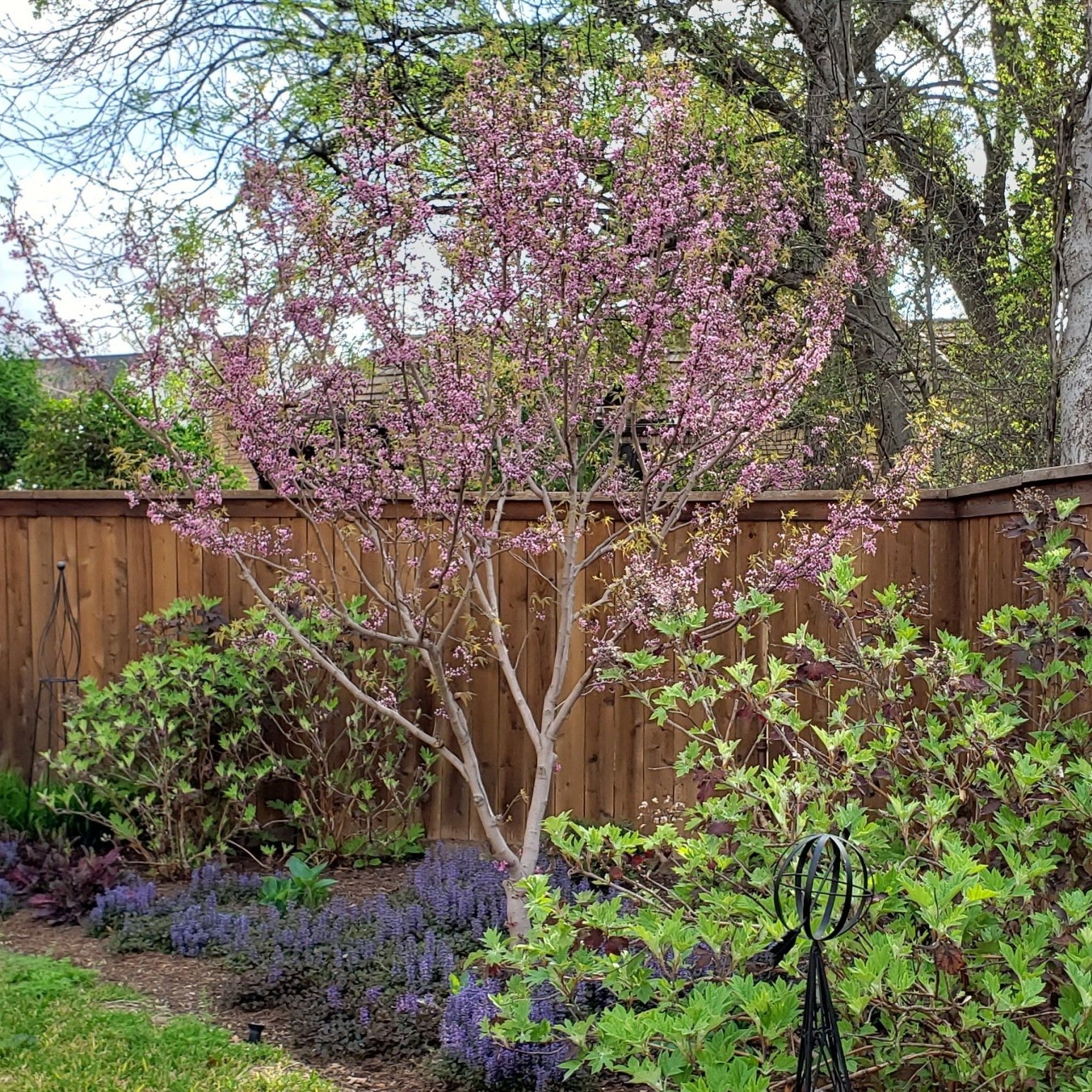 Mexican Buckeye (Ungnadia speciosa)