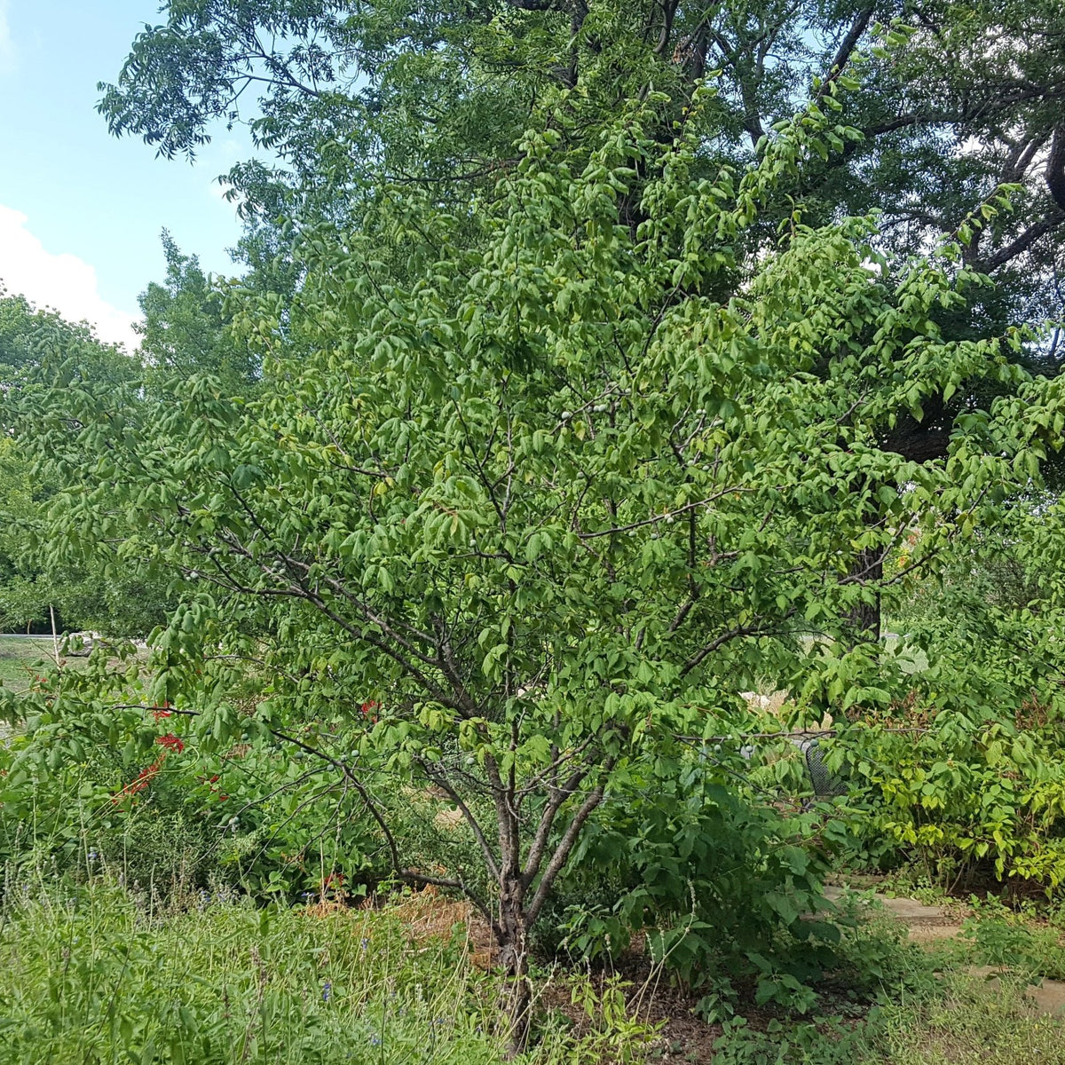 Mexican plum (Prunus mexicana)