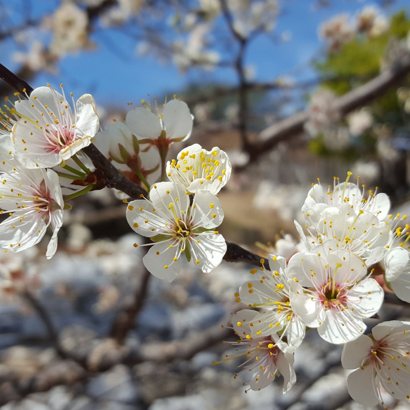 Mexican plum (Prunus mexicana)