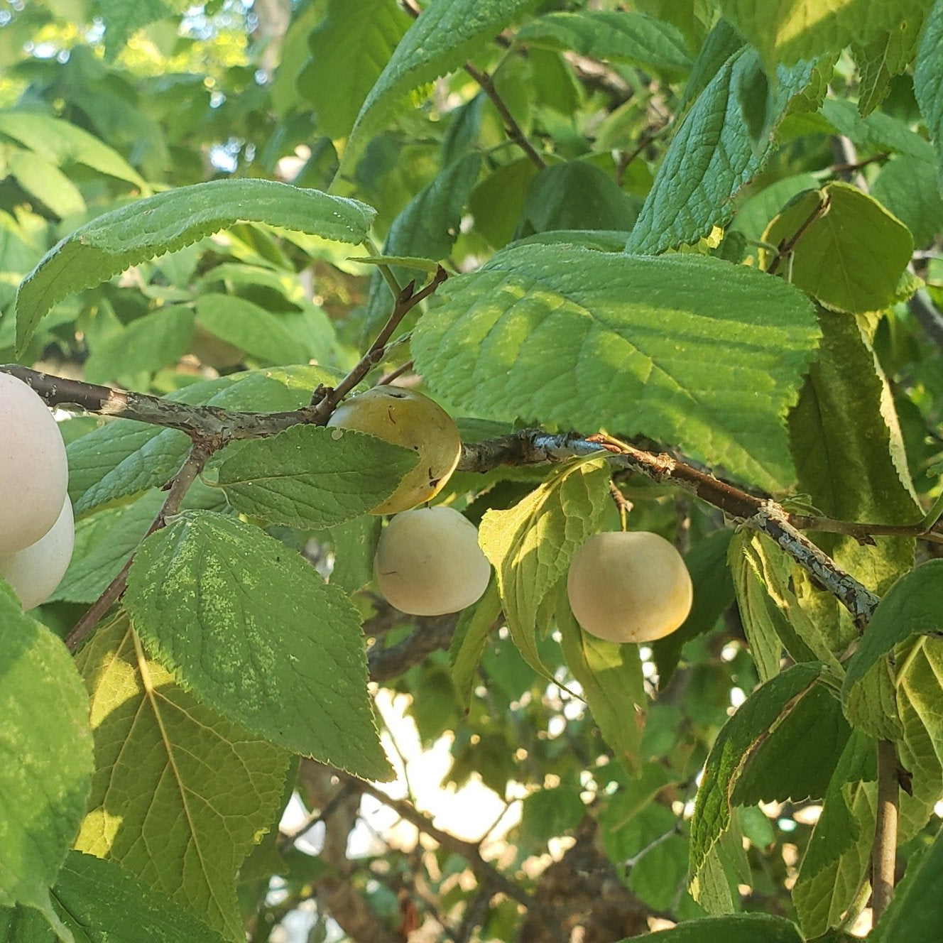 Mexican plum (Prunus mexicana)