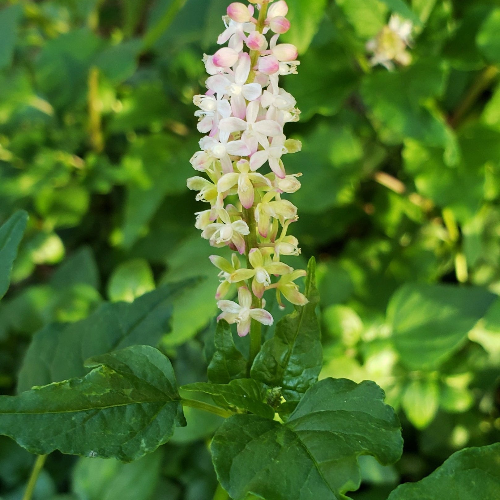 Pigeonberry (Rivina humilis)