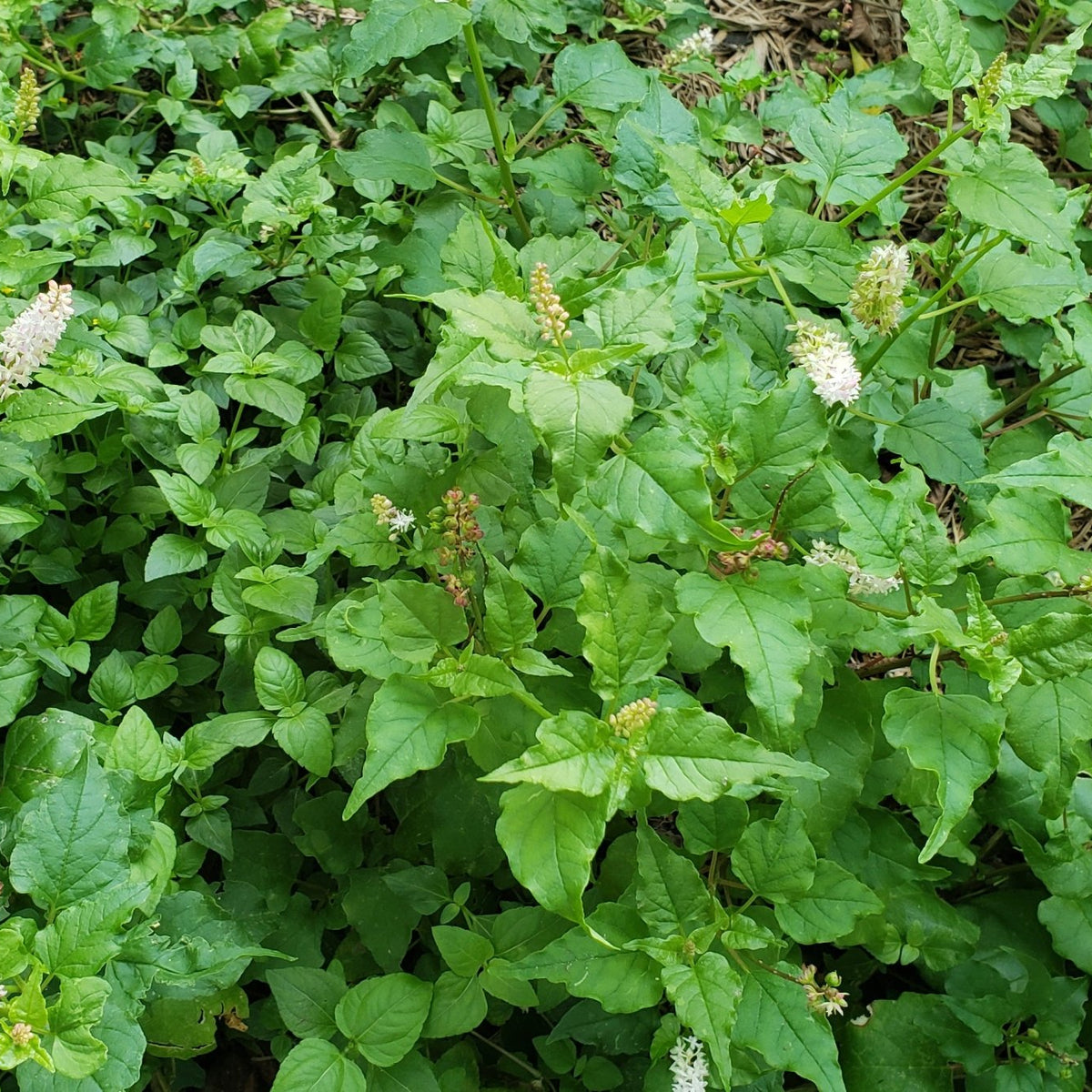 Pigeonberry (Rivina humilis)