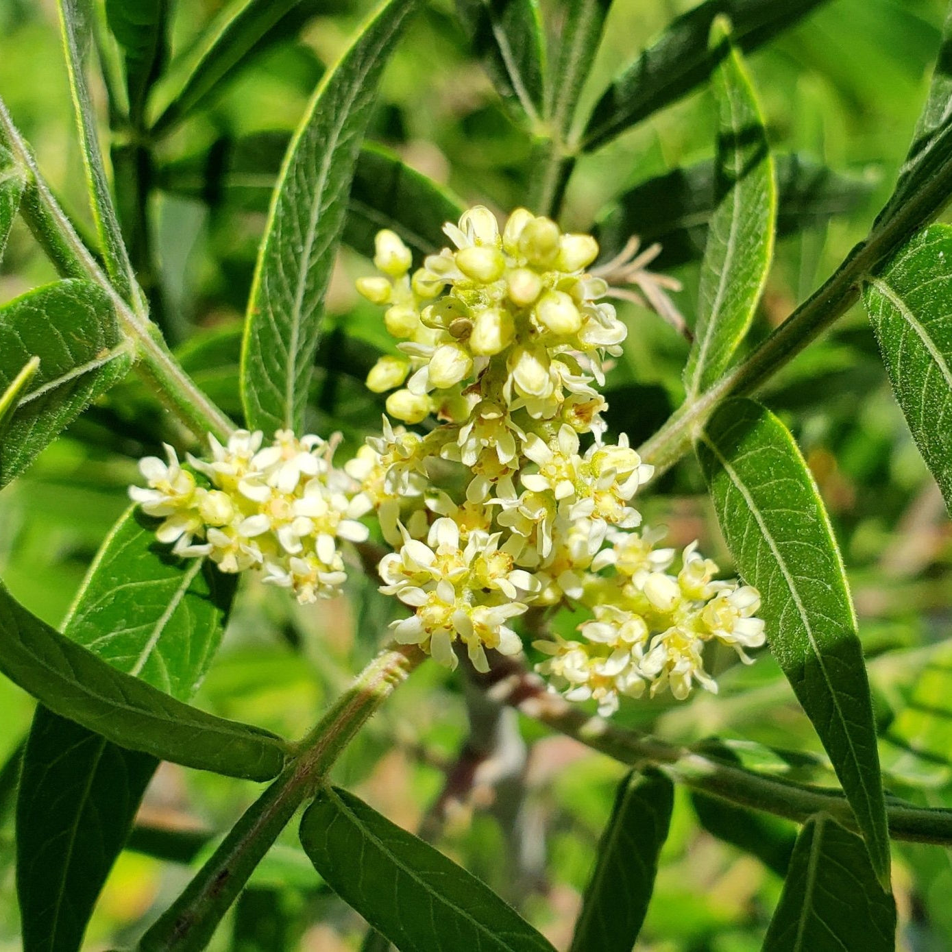 Sumac, prairie flameleaf (Rhus lanceolata)