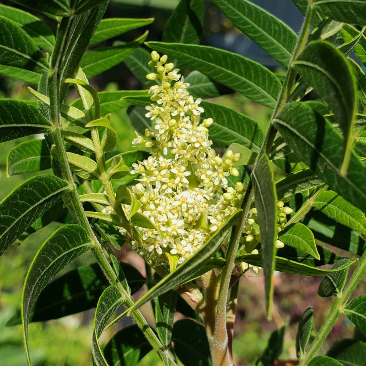 Sumac, prairie flameleaf (Rhus lanceolata)