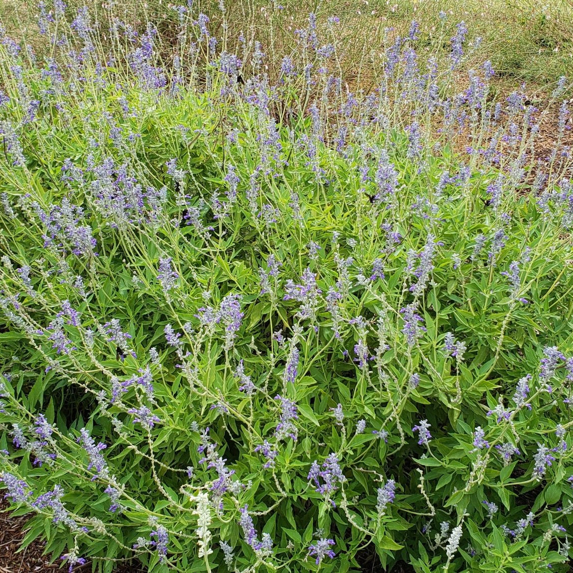 Salvia 'Henry Duelberg' (Salvia farinacea 'Henry Duelberg')