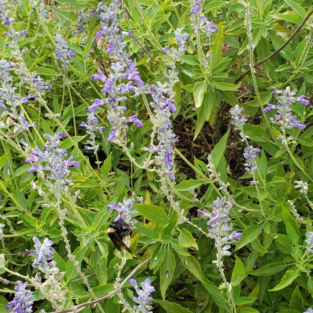 Salvia 'Henry Duelberg' (Salvia farinacea 'Henry Duelberg')