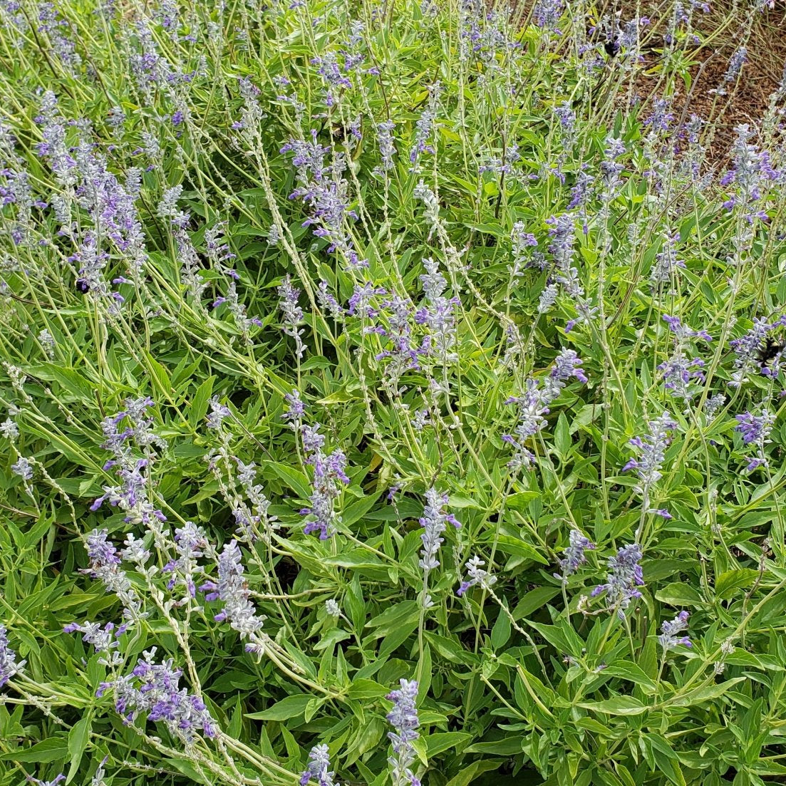 Salvia 'Henry Duelberg' (Salvia farinacea 'Henry Duelberg')