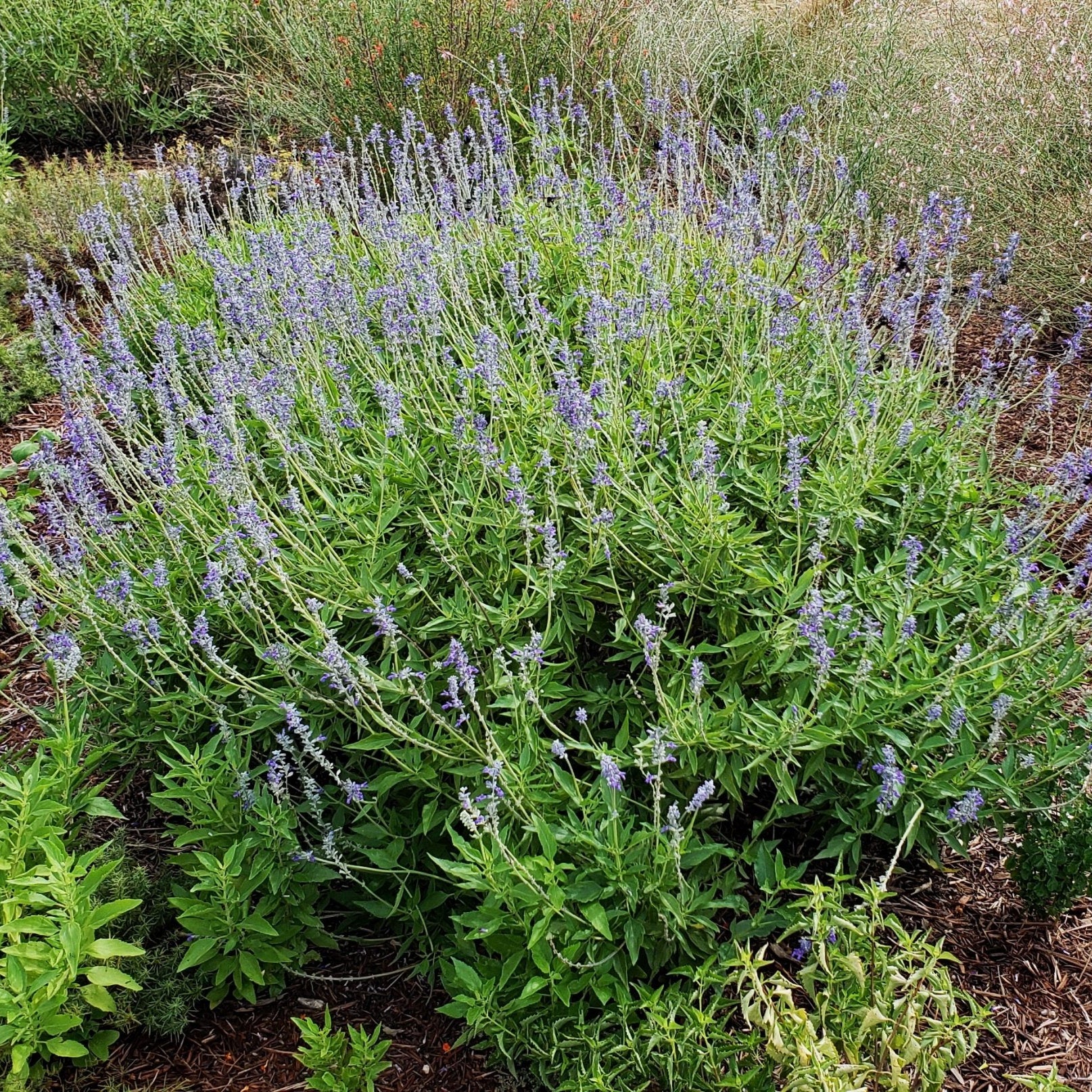 Salvia 'Henry Duelberg' (Salvia farinacea 'Henry Duelberg')