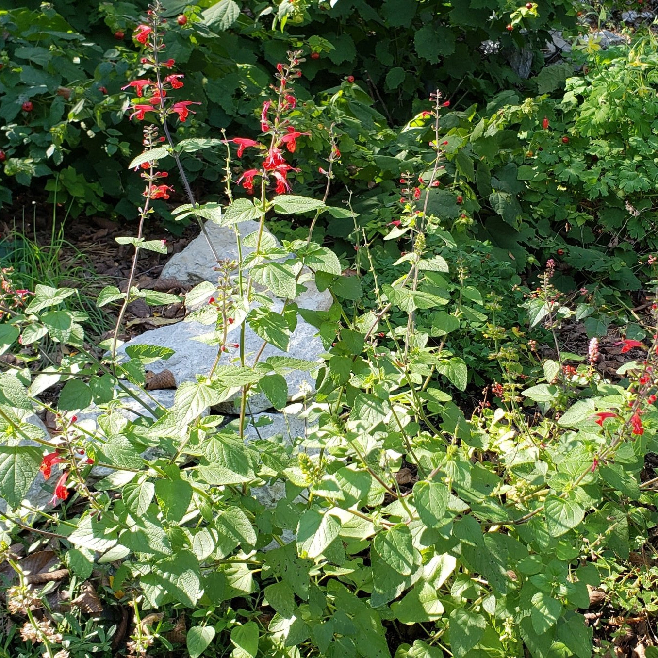 Scarlet Sage (Salvia coccinea)