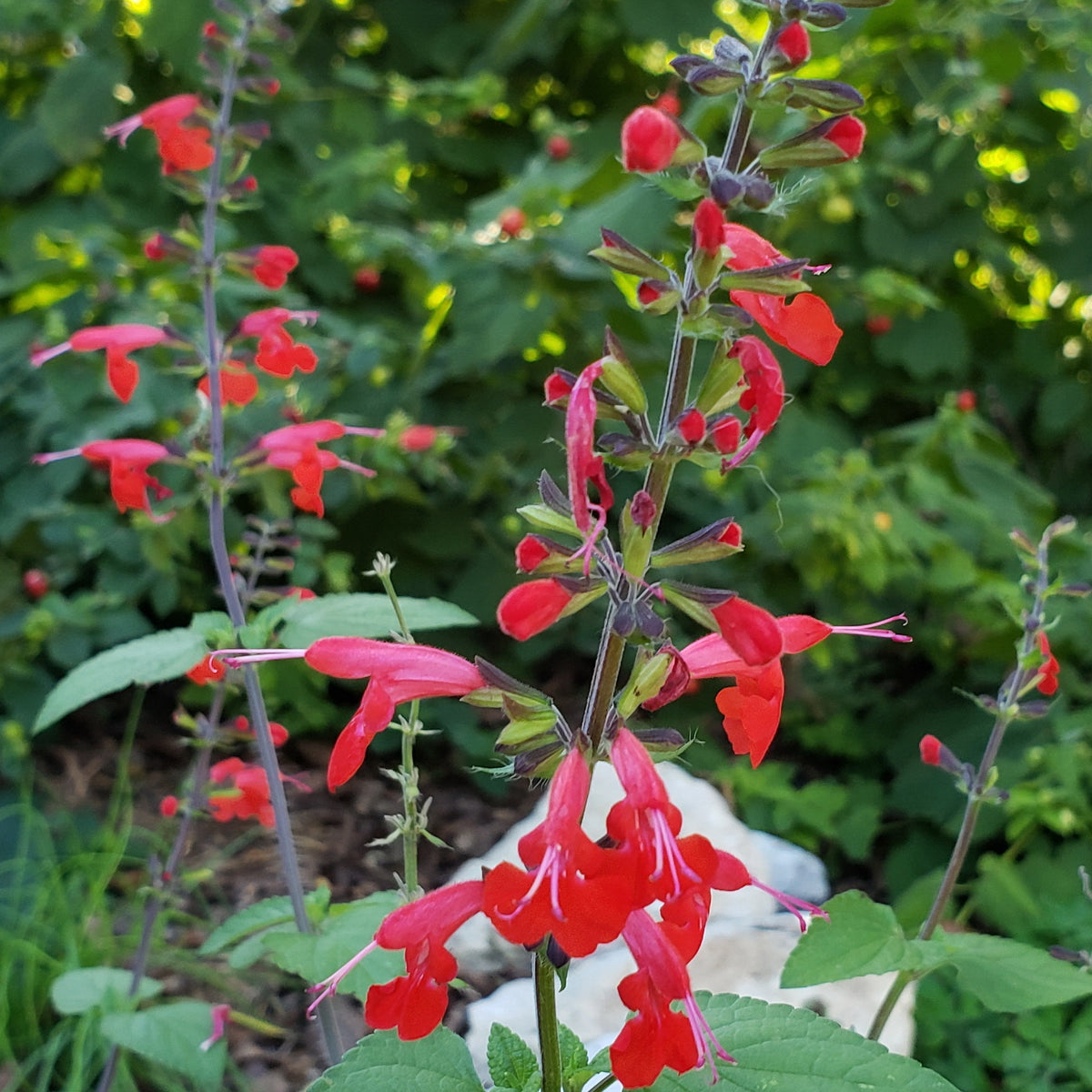 Scarlet Sage (Salvia coccinea)