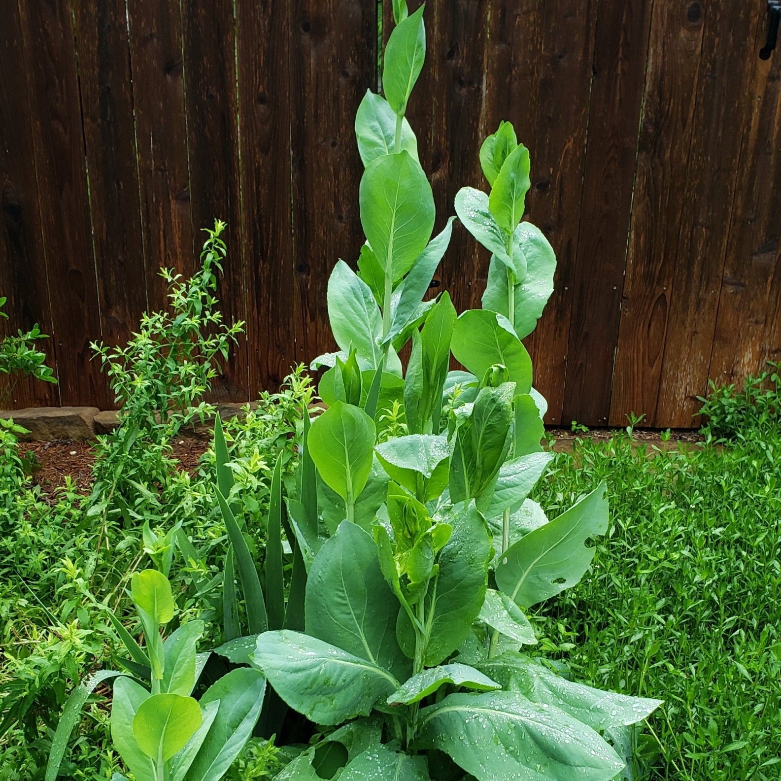 Giant Coneflower (Rudbeckia maxima)