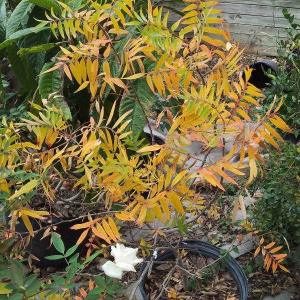 Flameleaf sumac Rhus lanceolata