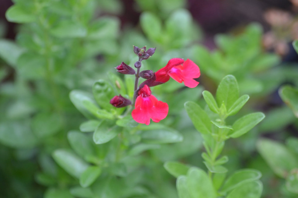 Salvia greggii red (Autumn Sage red)