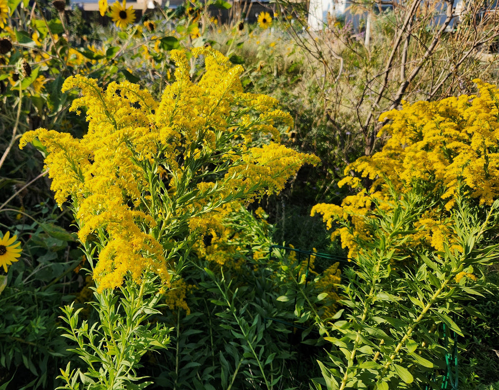 Flowers by color - yellow