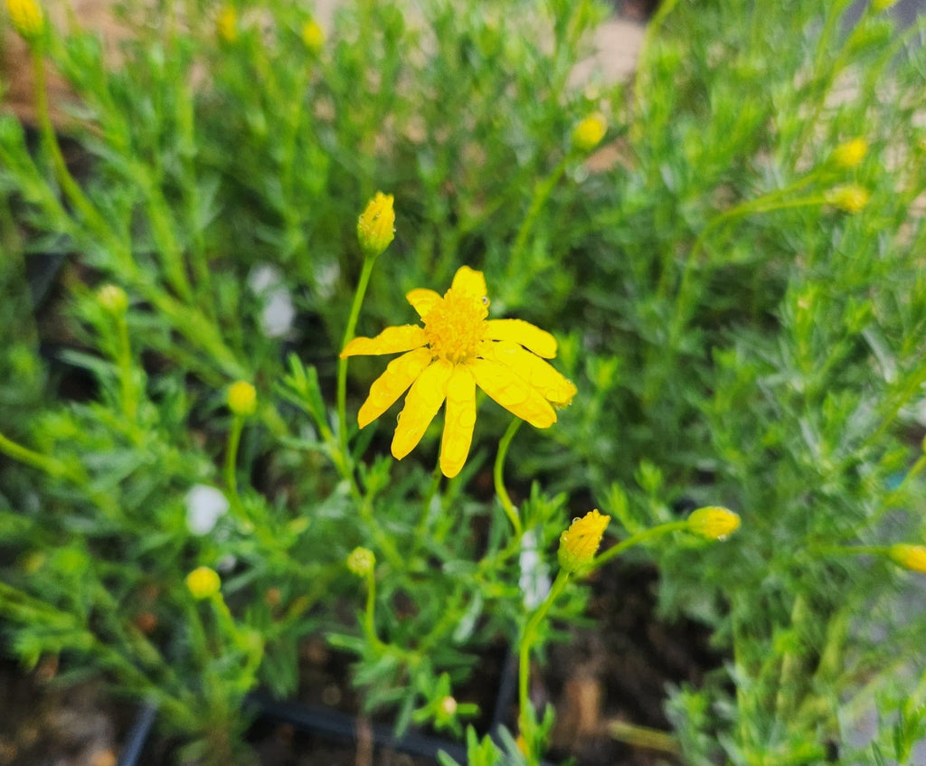 Chrysactinia mexicana (Damianita)