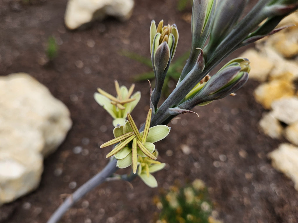 Manfreda maculosa (Texas Tuberose)