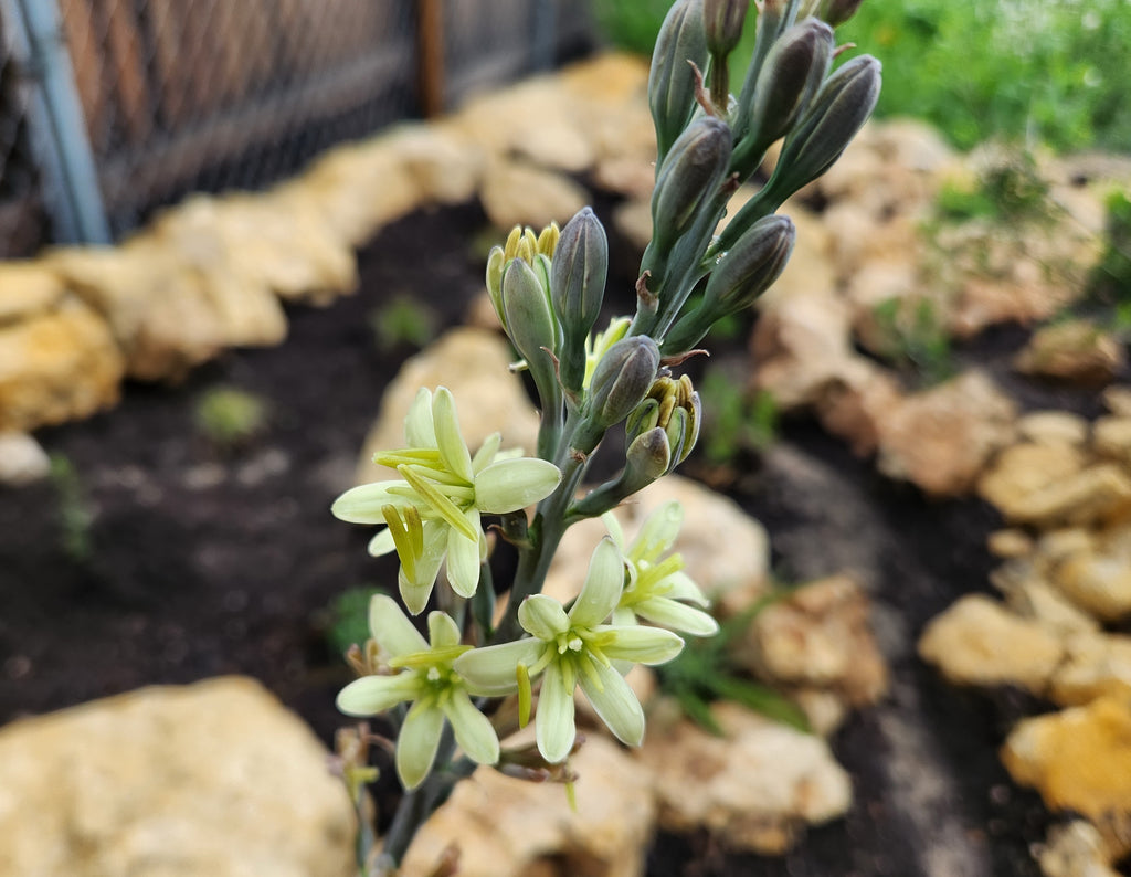 Manfreda maculosa (Texas Tuberose)