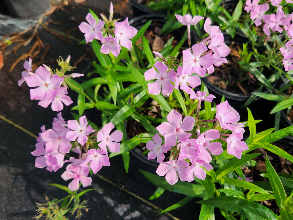 Phlox pilosa (Prairie Phlox)