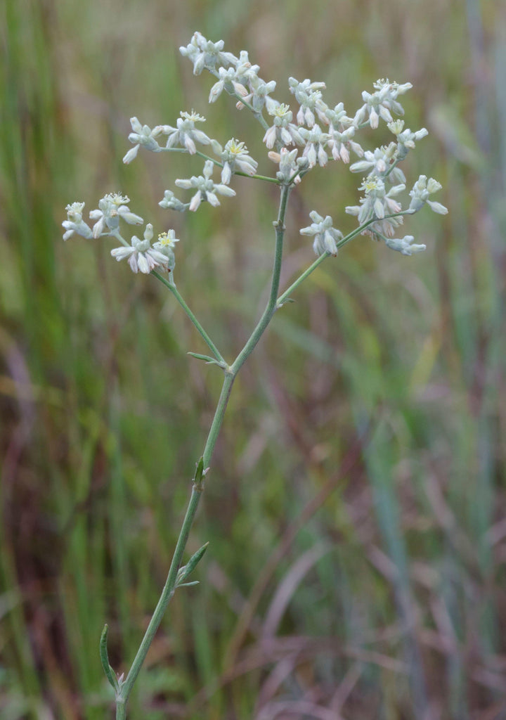 Eriogonum longifolium (Longleaf Buckwheat)