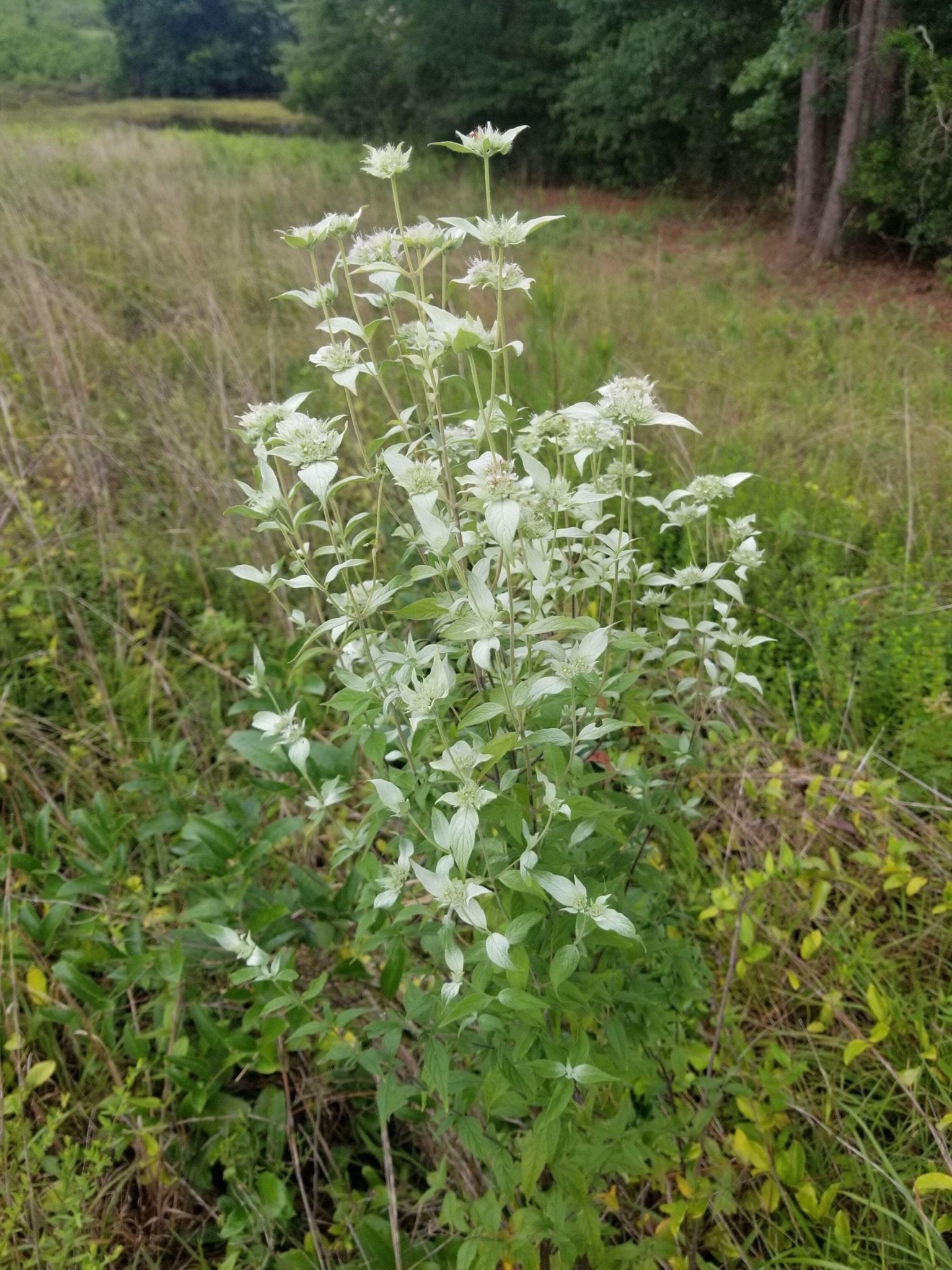 Pycnanthemum albescens (Whiteleaf Mountain Mint)