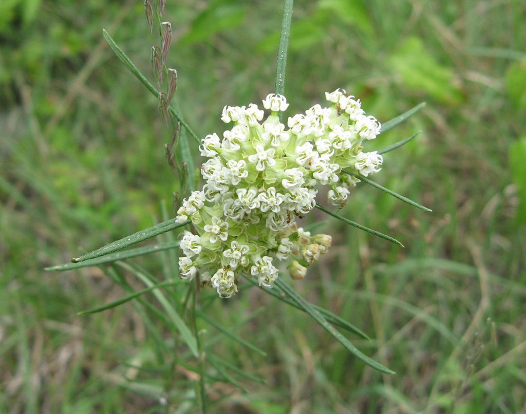 Asclepias verticillata (Whorled Milkweed)