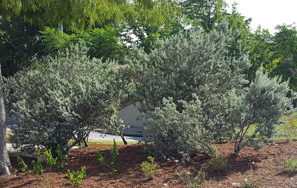 Leucophyllum frutescens (Texas Sage 'Compacta')