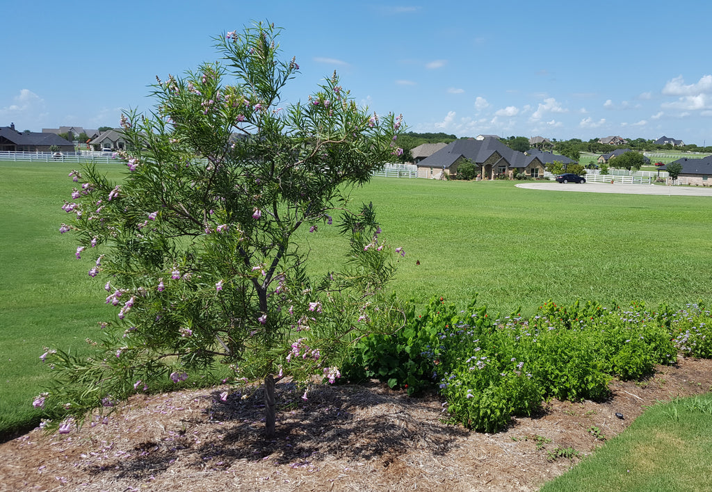 Desert willow 'Bubba" (Chilopsis linearis 'Bubba')