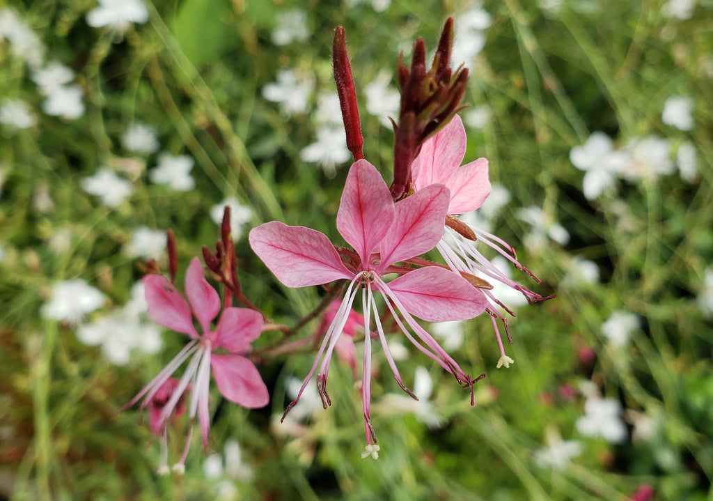 Oenothera lindheimeri 'Belleza Dark Pink' (Gaura 'Belleza Dark Pink')