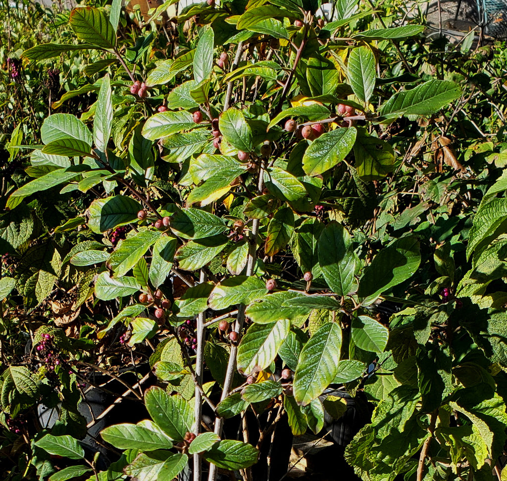 Carolina Buckthorn (Frangula caroliniana)