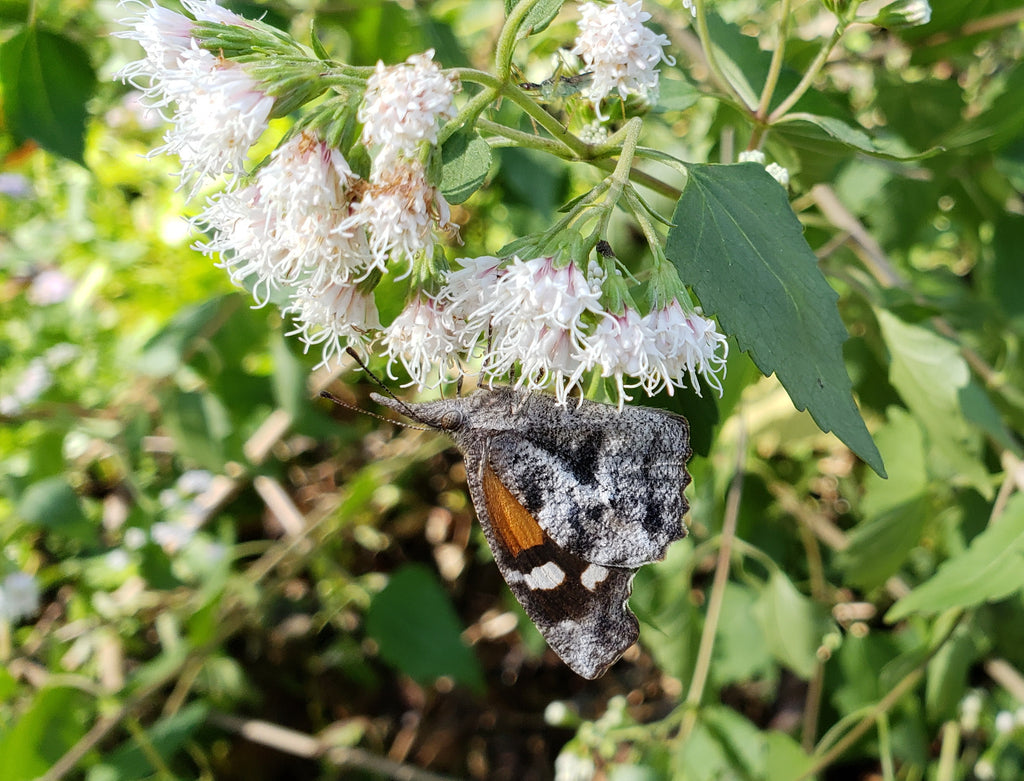 Shrubby boneset (Ageratina havanensis)