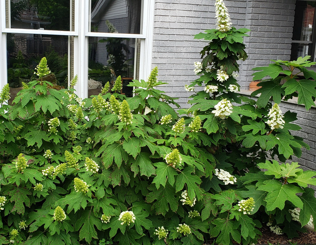 Oakleaf Hydrangea 'Snow Queen' (Hydrangea quercifolia)