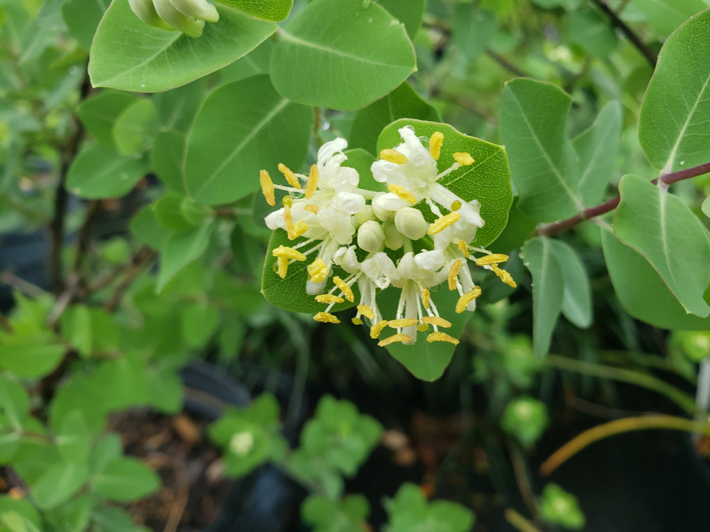 Lonicera albiflora (Western White Honeysuckle)