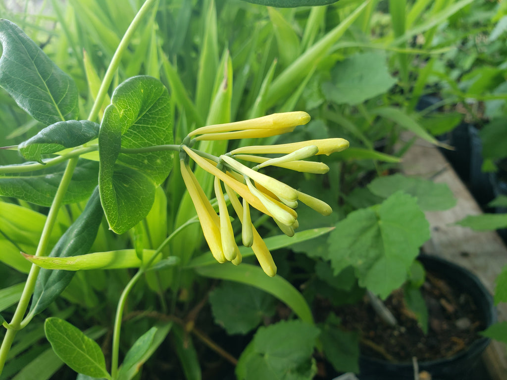 Lonicera sempervirens 'Sulphurea' (Yellow Honeysuckle)