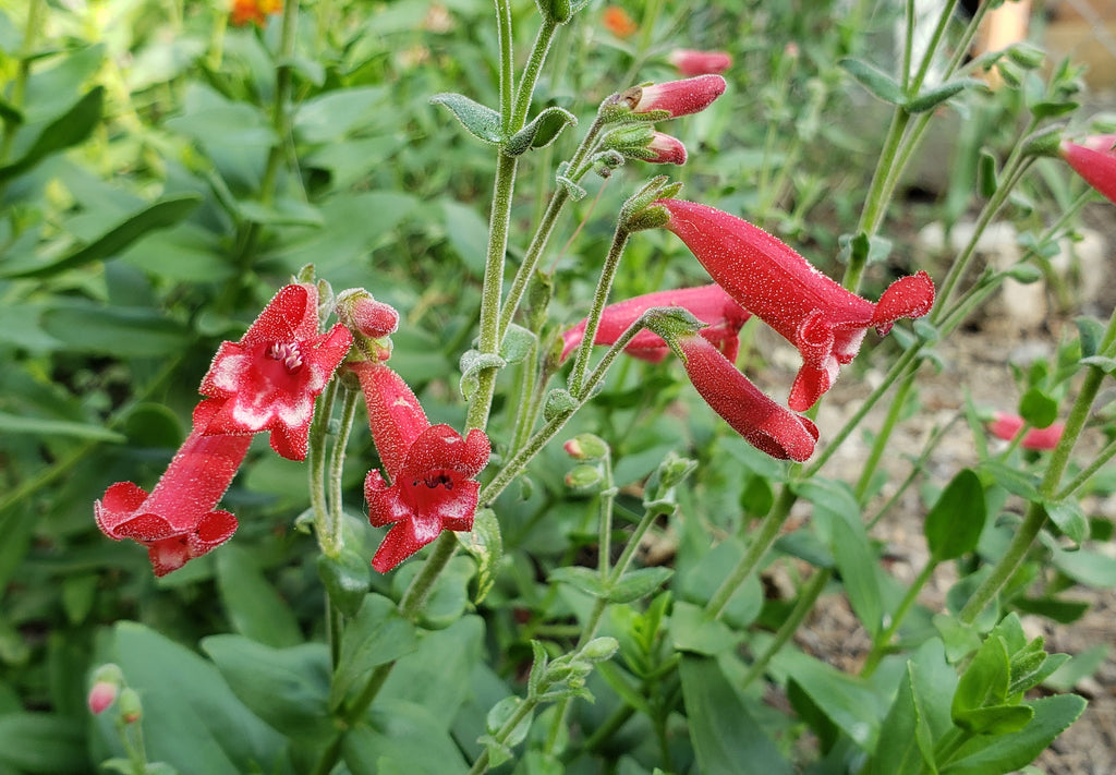 Penstemon baccharifolius (Rock Penstemon)