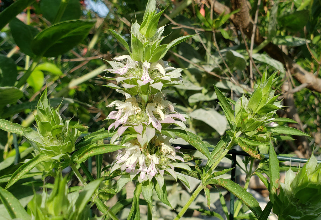 Monarda punctata (Spotted Beebalm)