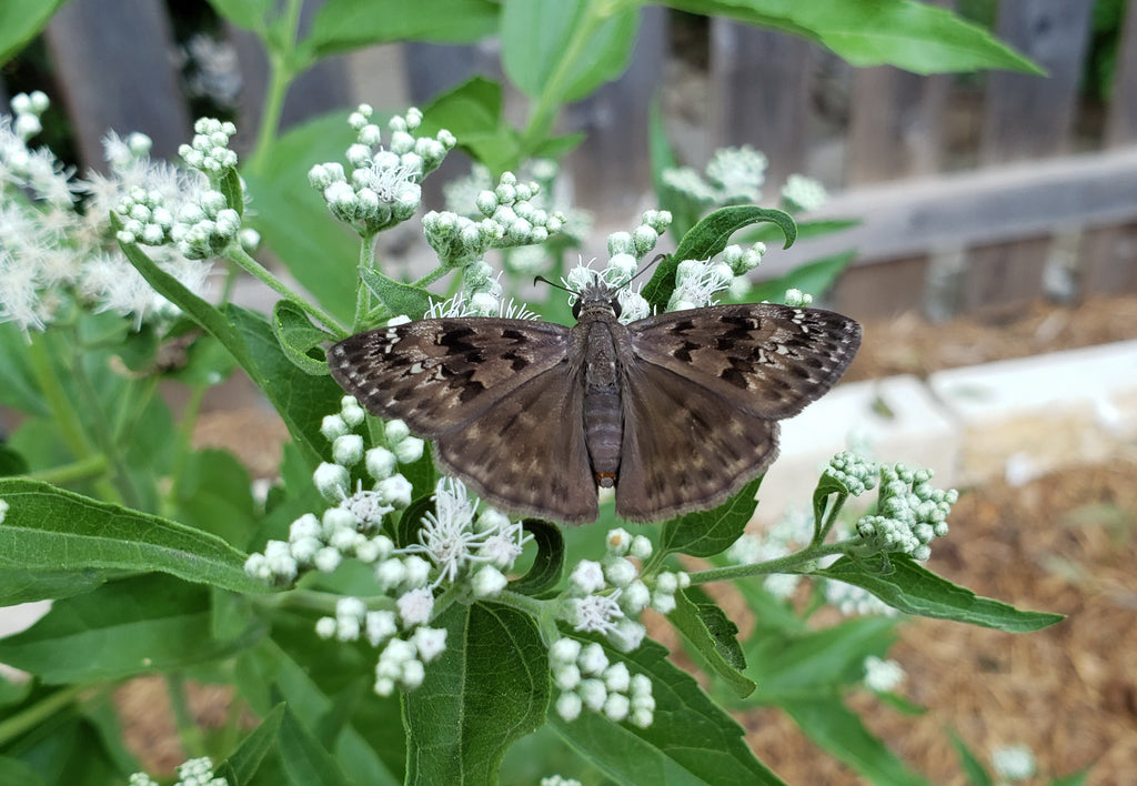 Eupatorium serotinum (Late Boneset)