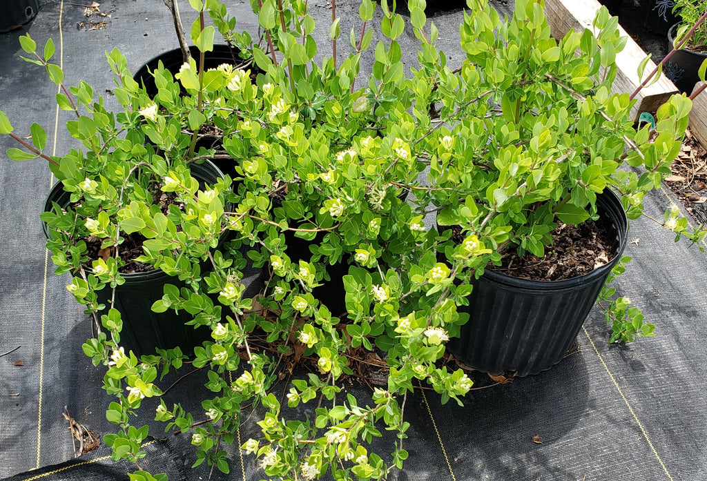 Lonicera albiflora (Western White Honeysuckle)