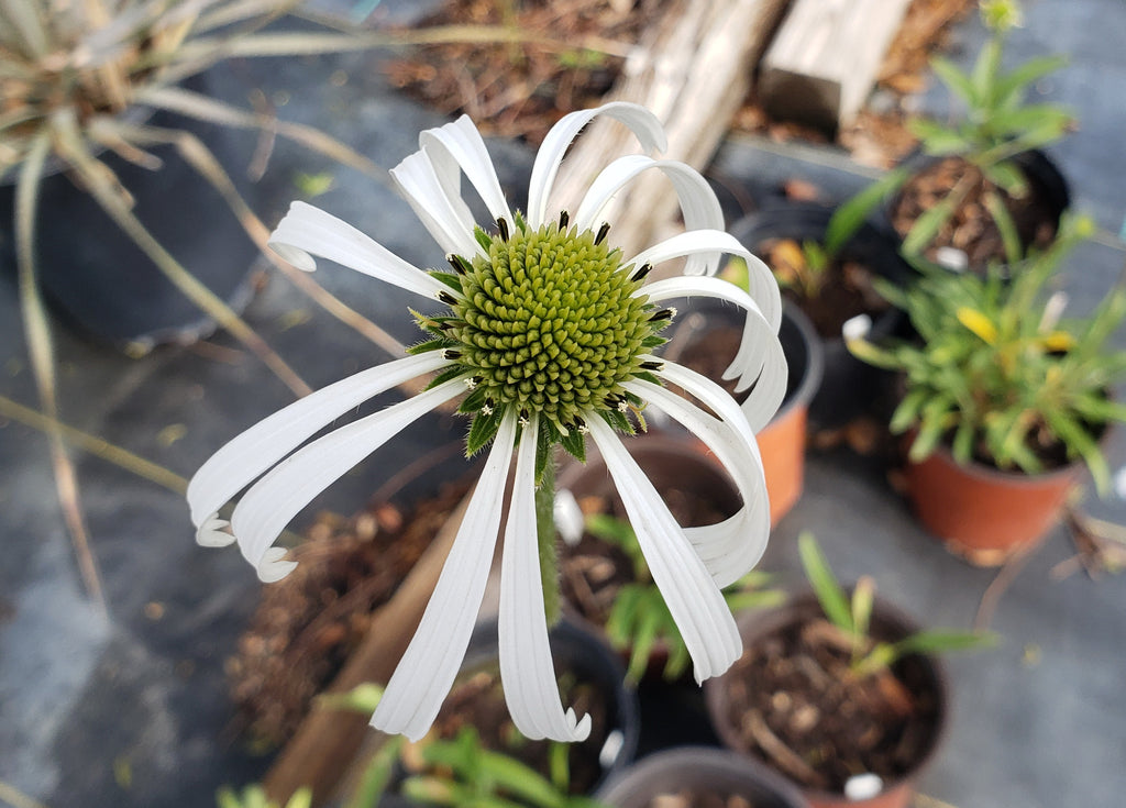 Echinacea pallida (Pale Coneflower)