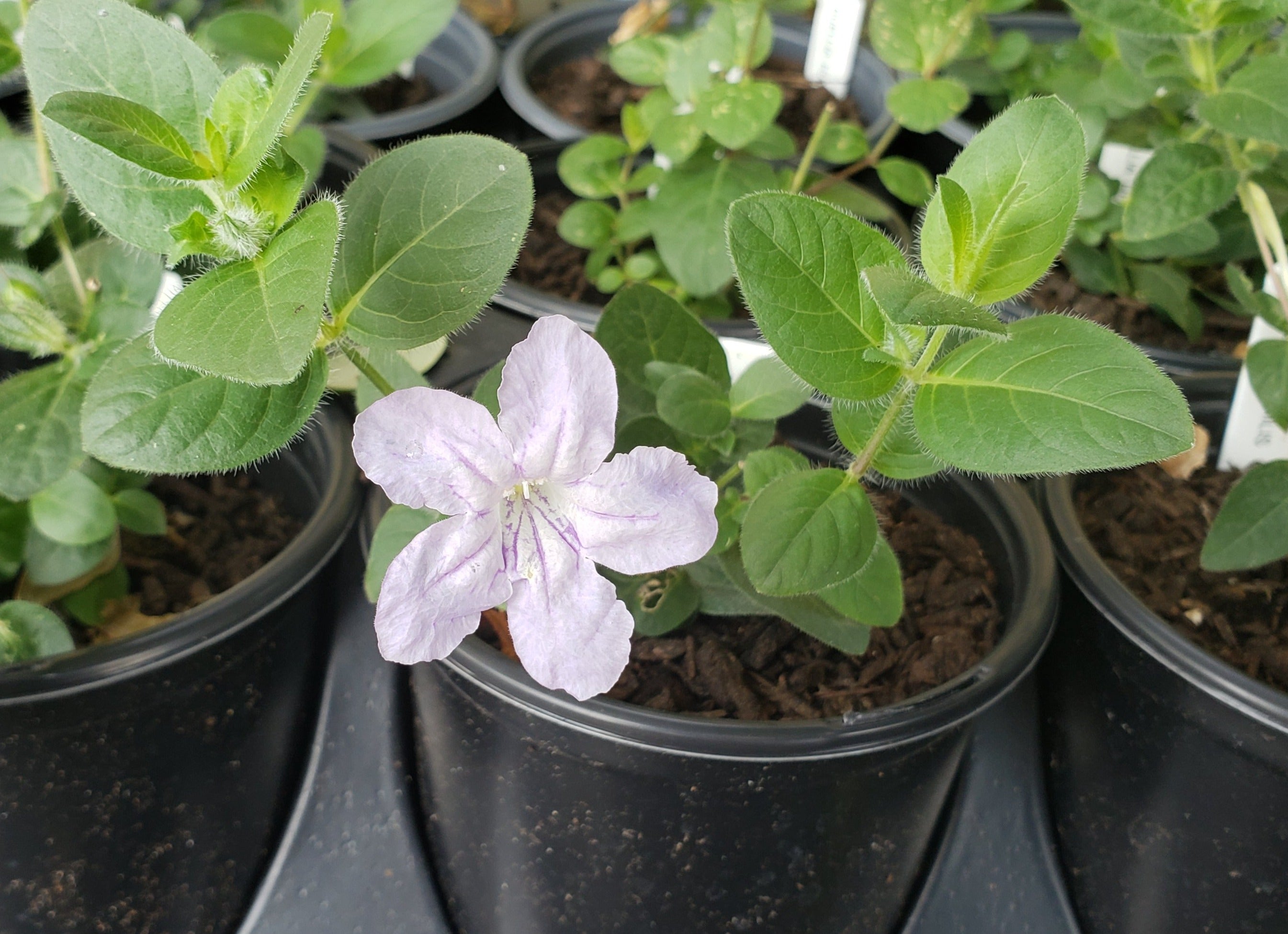 Ruellia humilis (Prairie Petunia)