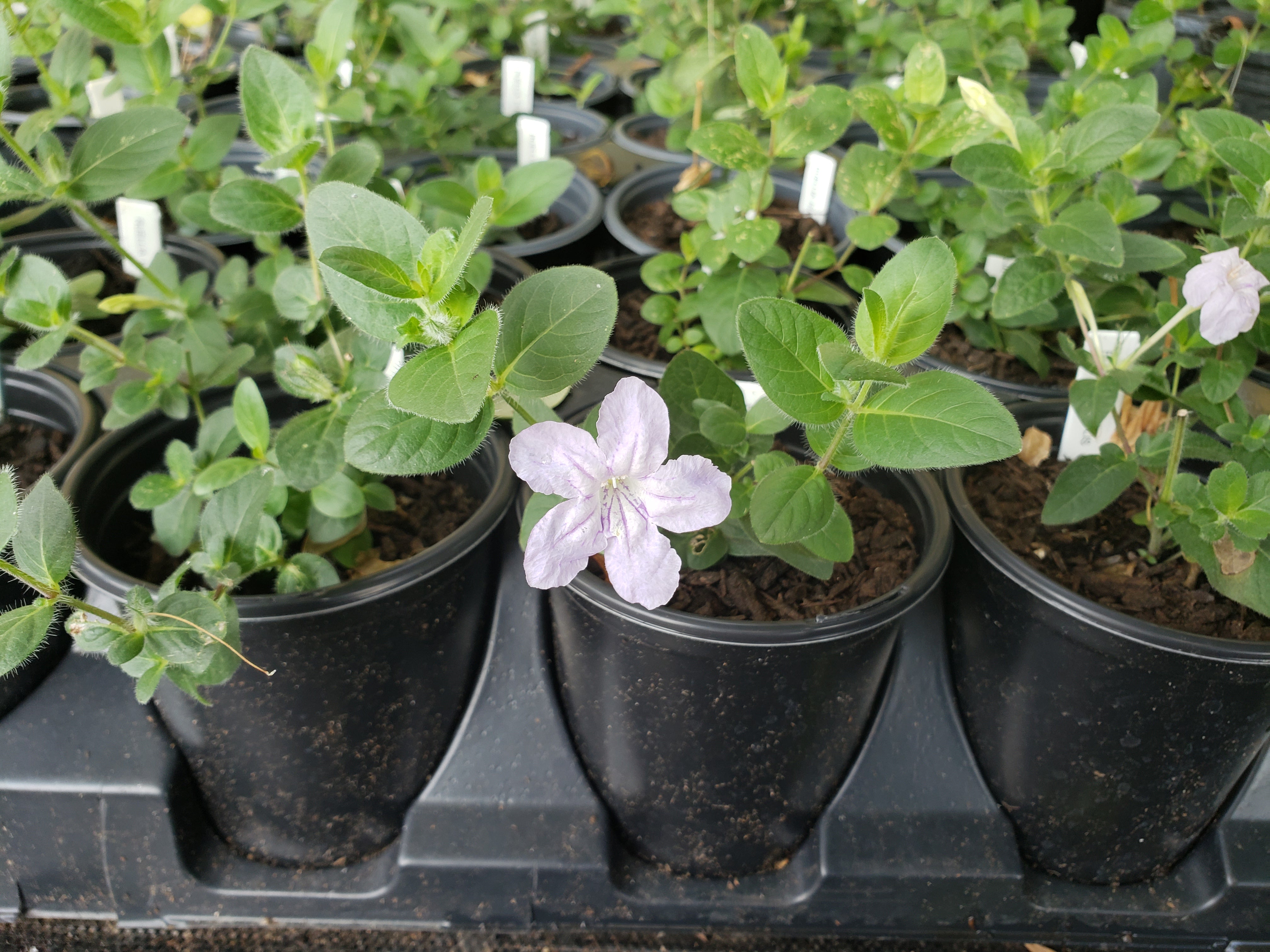 Ruellia humilis (Prairie Petunia)