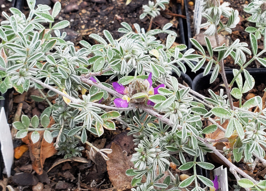 Dalea greggii (Gregg's Dalea)