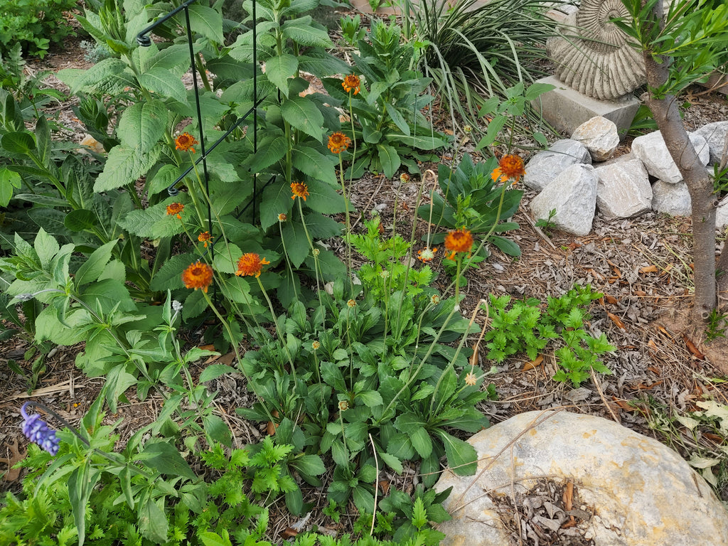 Gaillardia suavis (Pincushion Daisy)