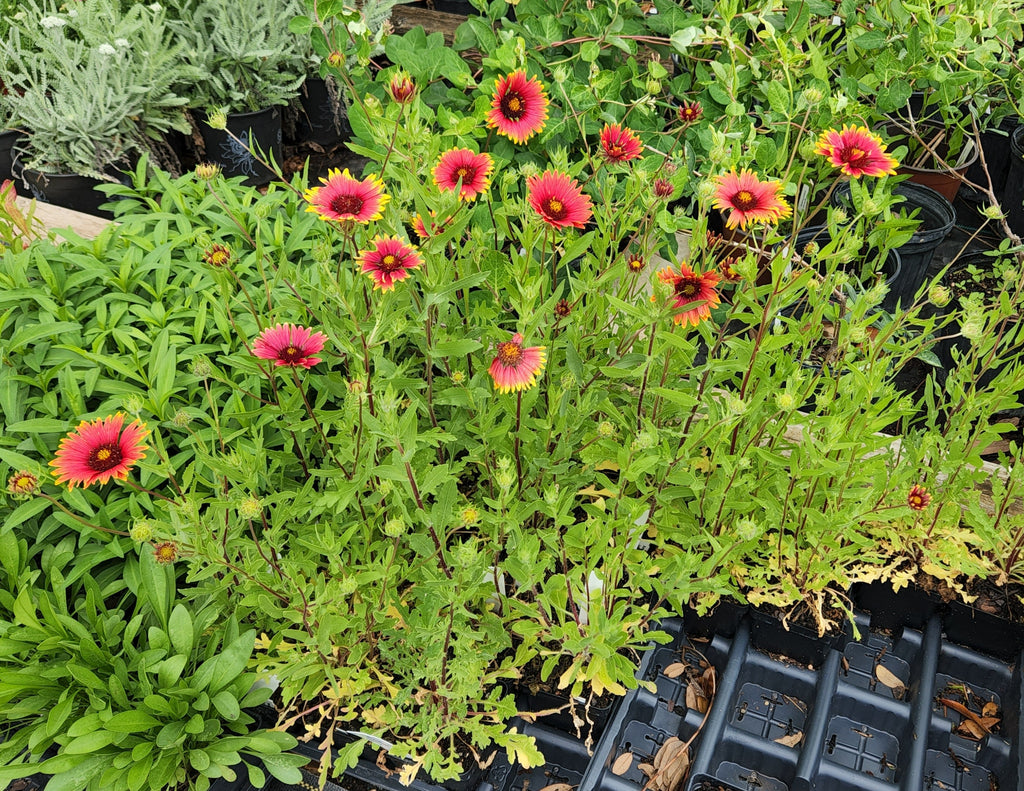 Gaillardia pulchella (Indian Blanket)