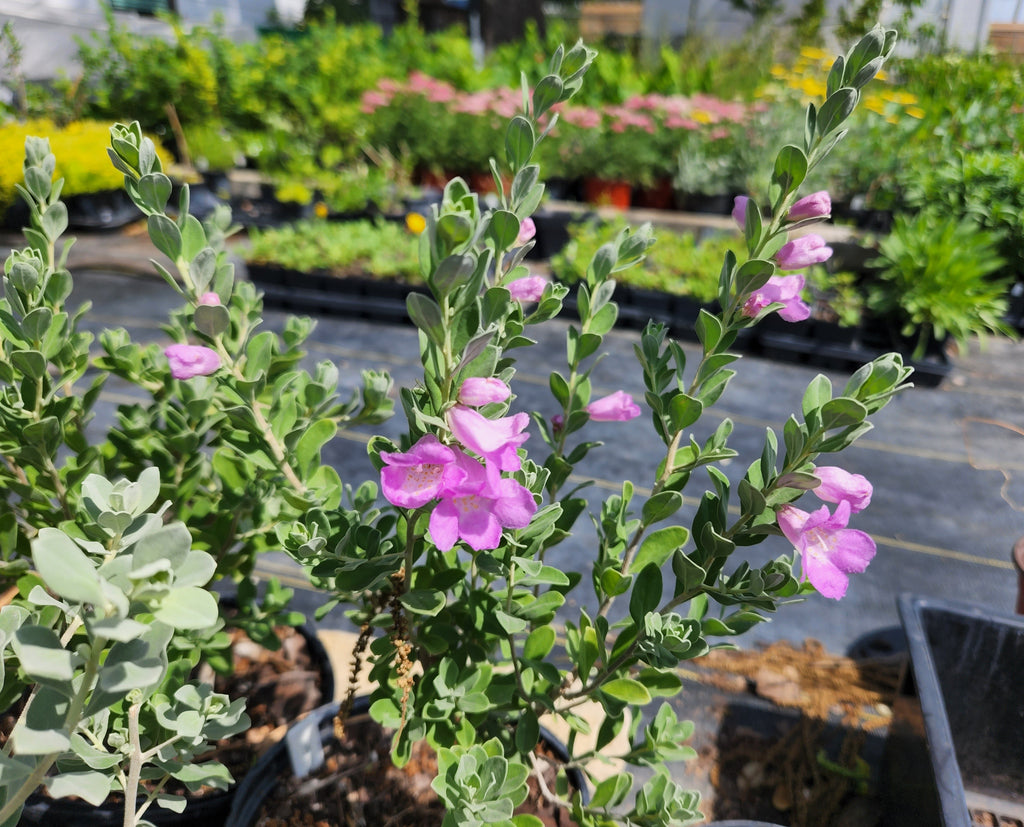 Leucophyllum frutescens (Green Texas Sage)