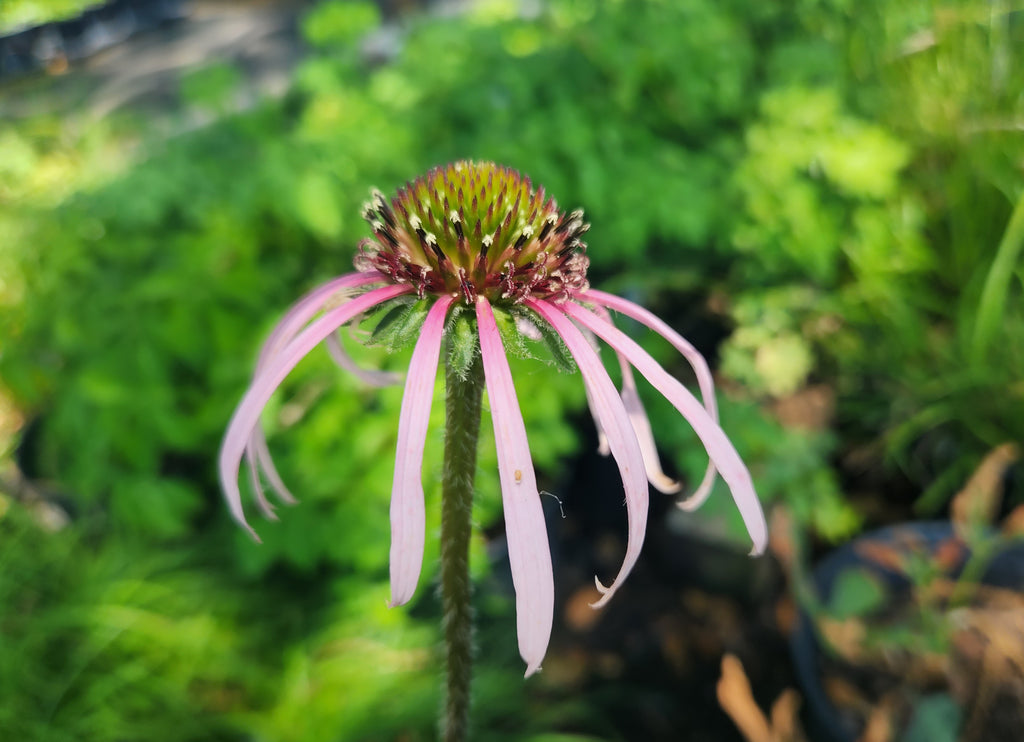 Echinacea pallida (Pale Coneflower)