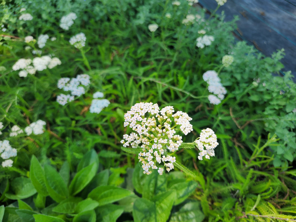 Achillea millefolium (Common Yarrow)