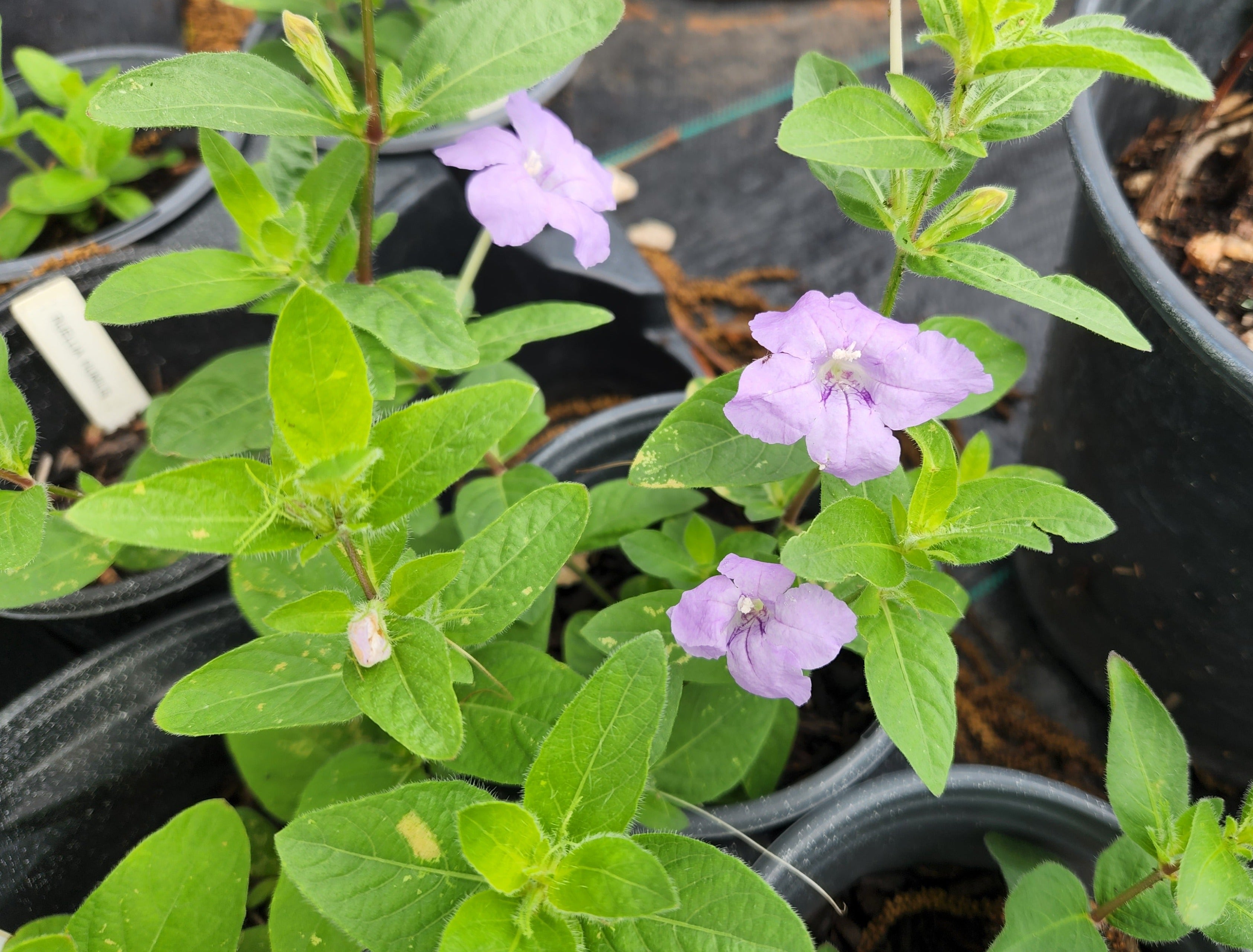 Ruellia humilis (Prairie Petunia)