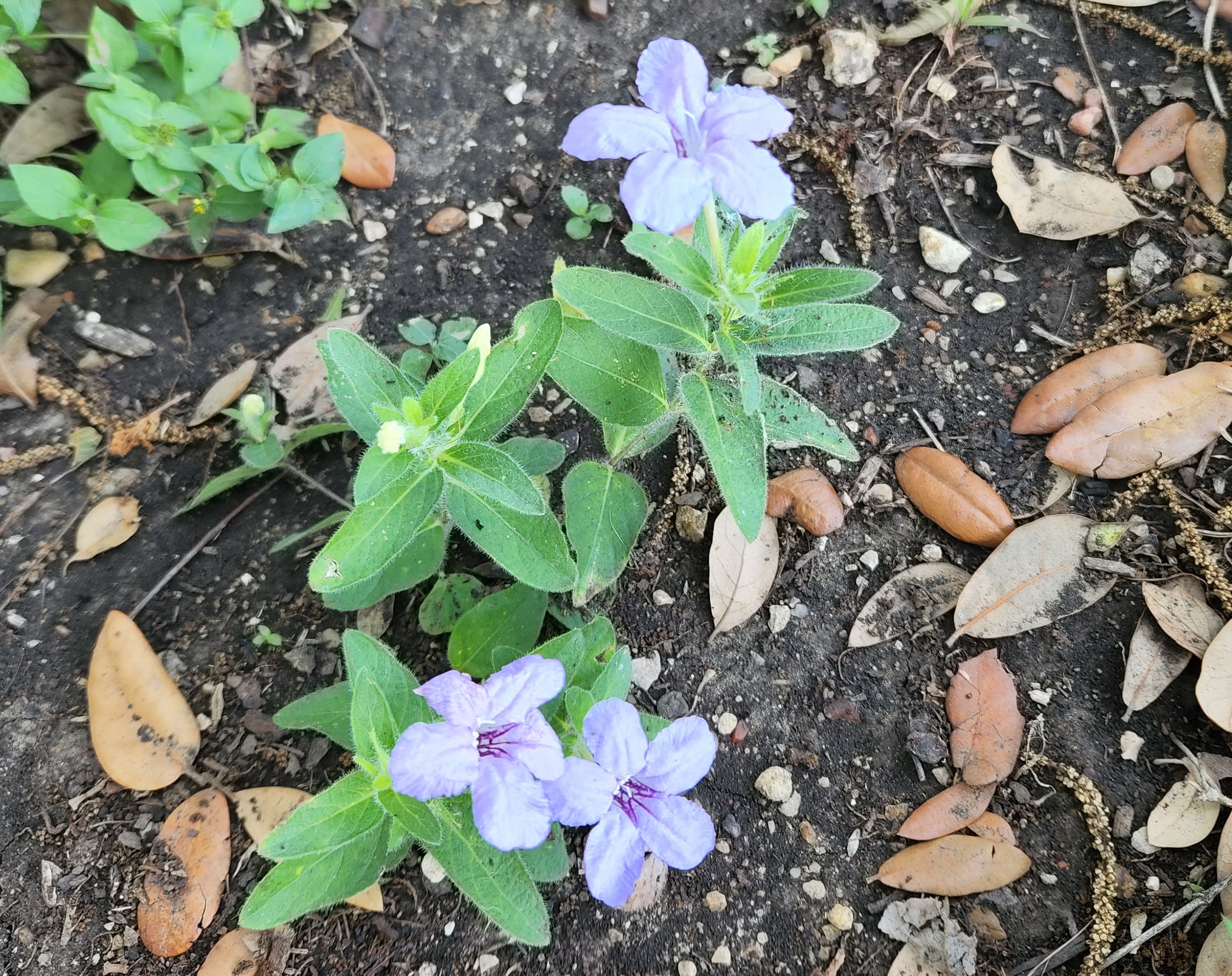 Ruellia humilis (Prairie Petunia)