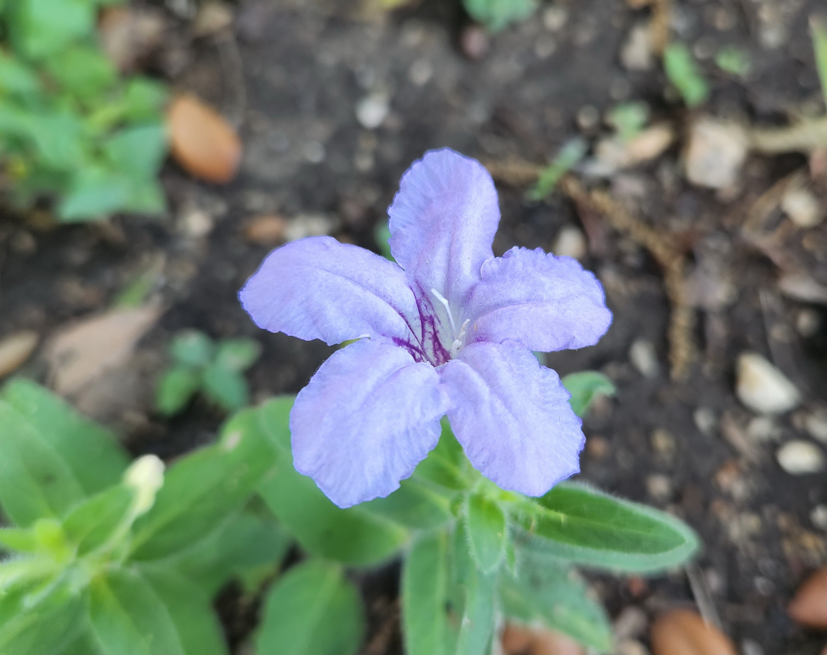 Ruellia humilis (Prairie Petunia)